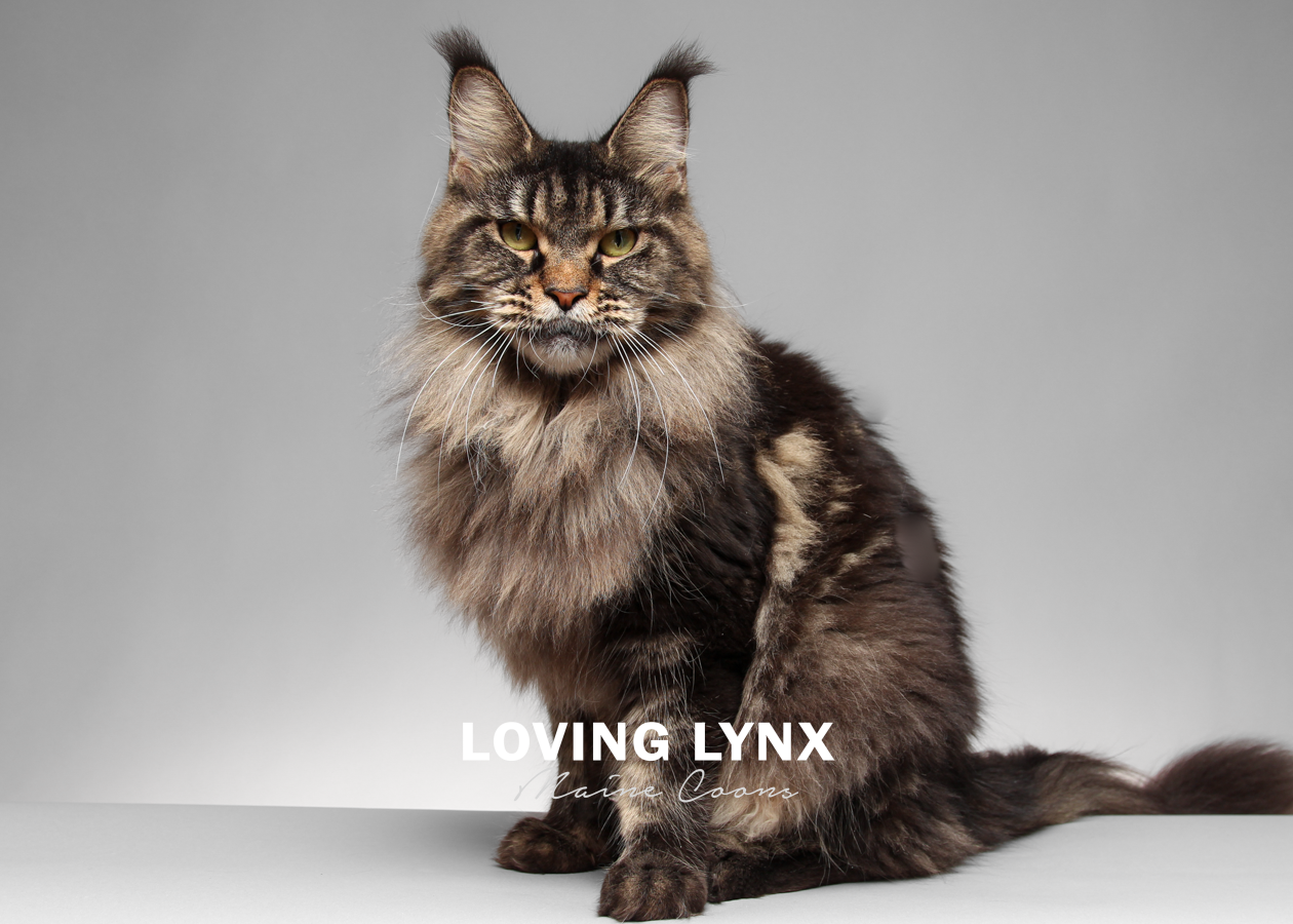 lovinglynxmainecoons-115.PNG
