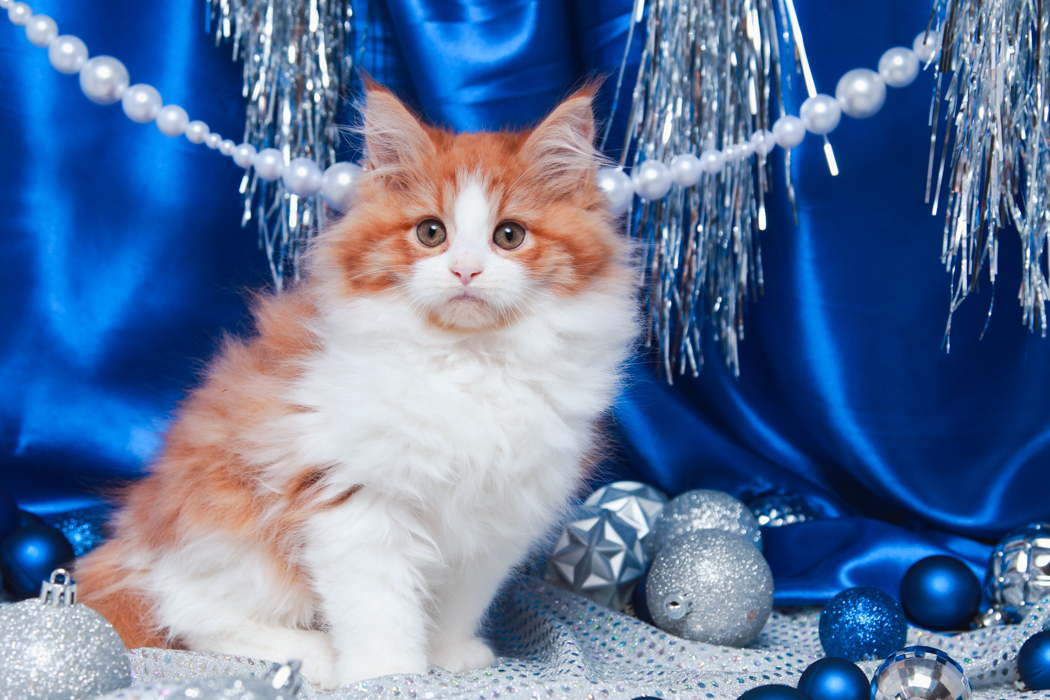 maine-coon-kittens-2025-67.PNG