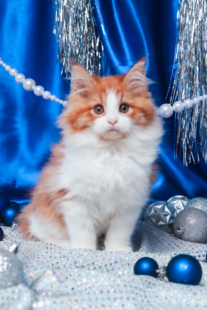 maine-coon-kittens-2025-70.PNG