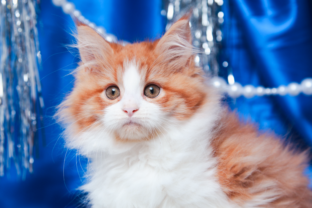 maine-coon-kittens-2025-72.PNG