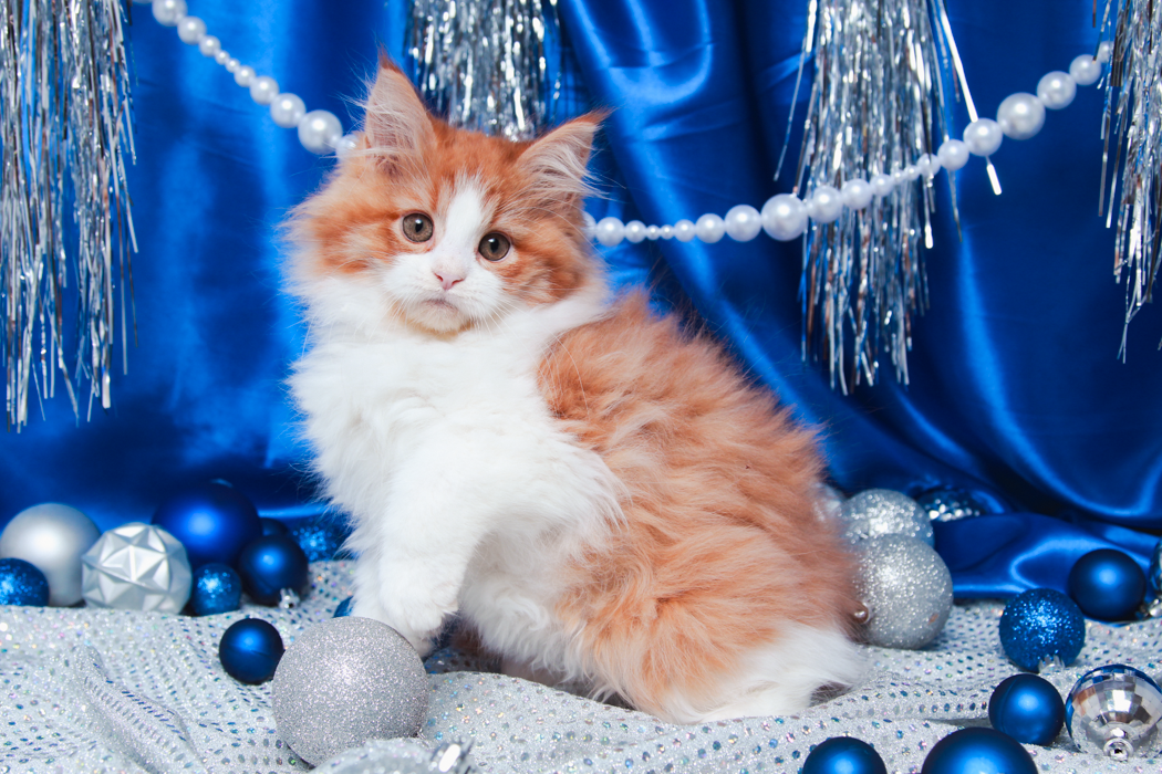 maine-coon-kittens-2025-74.PNG