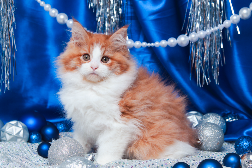 maine-coon-kittens-2025-75.PNG