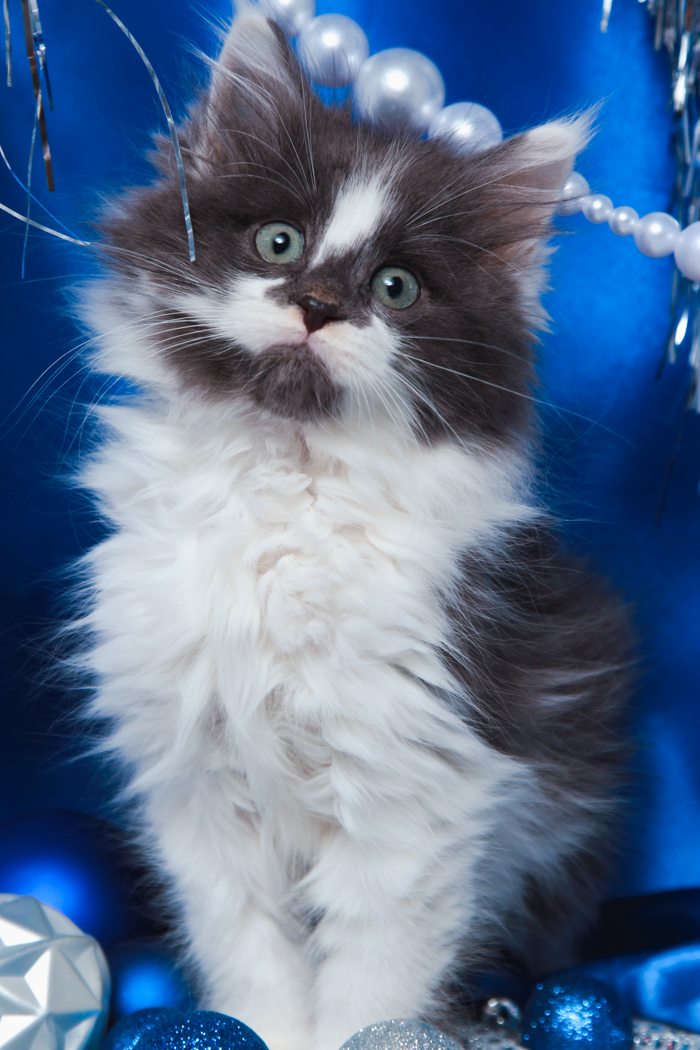 maine-coon-kittens-2025-88.PNG