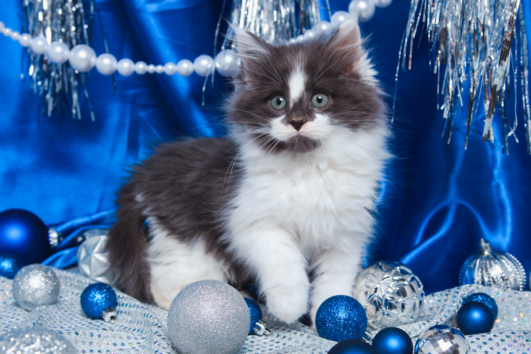 maine-coon-kittens-2025-89.PNG