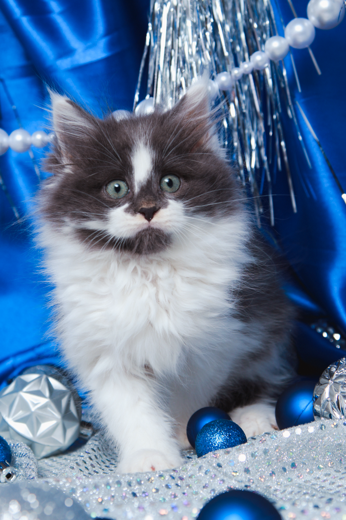 maine-coon-kittens-2025-92.PNG
