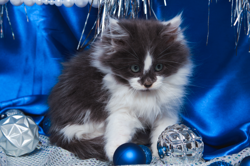 maine-coon-kittens-2025-93.PNG