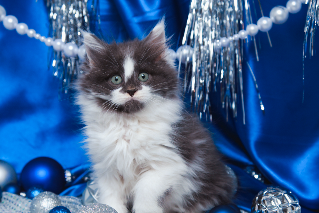 maine-coon-kittens-2025-94.PNG