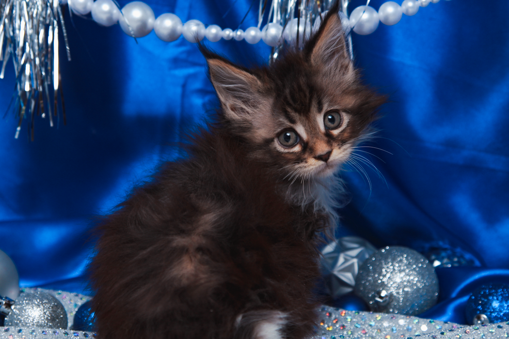 maine-coon-kittens-2025-32.PNG
