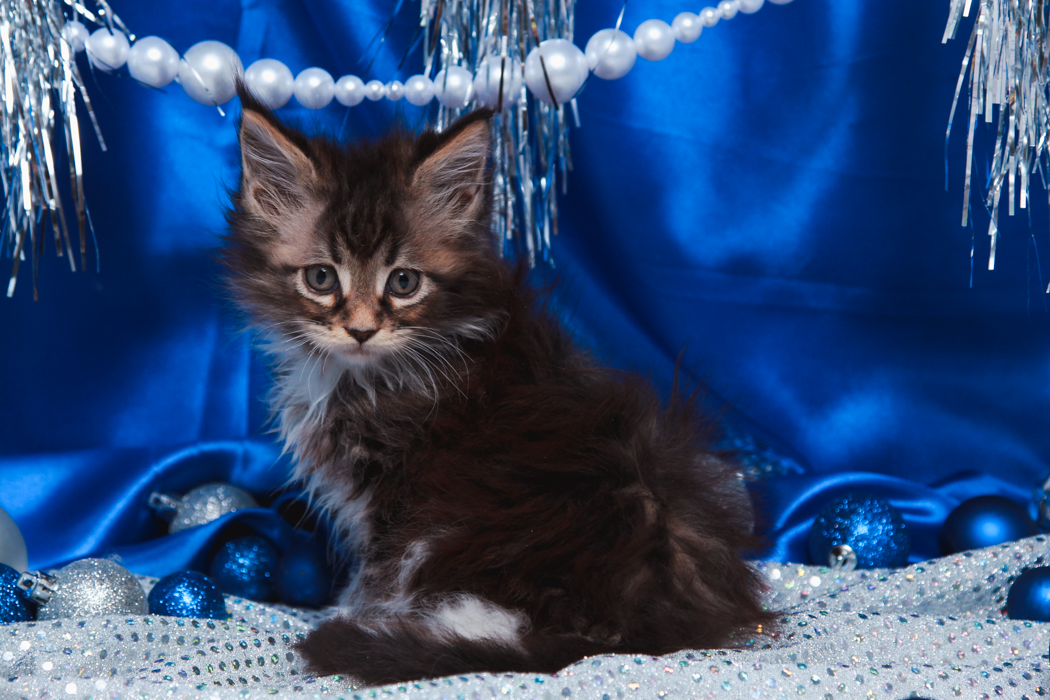 maine-coon-kittens-2025-33.PNG