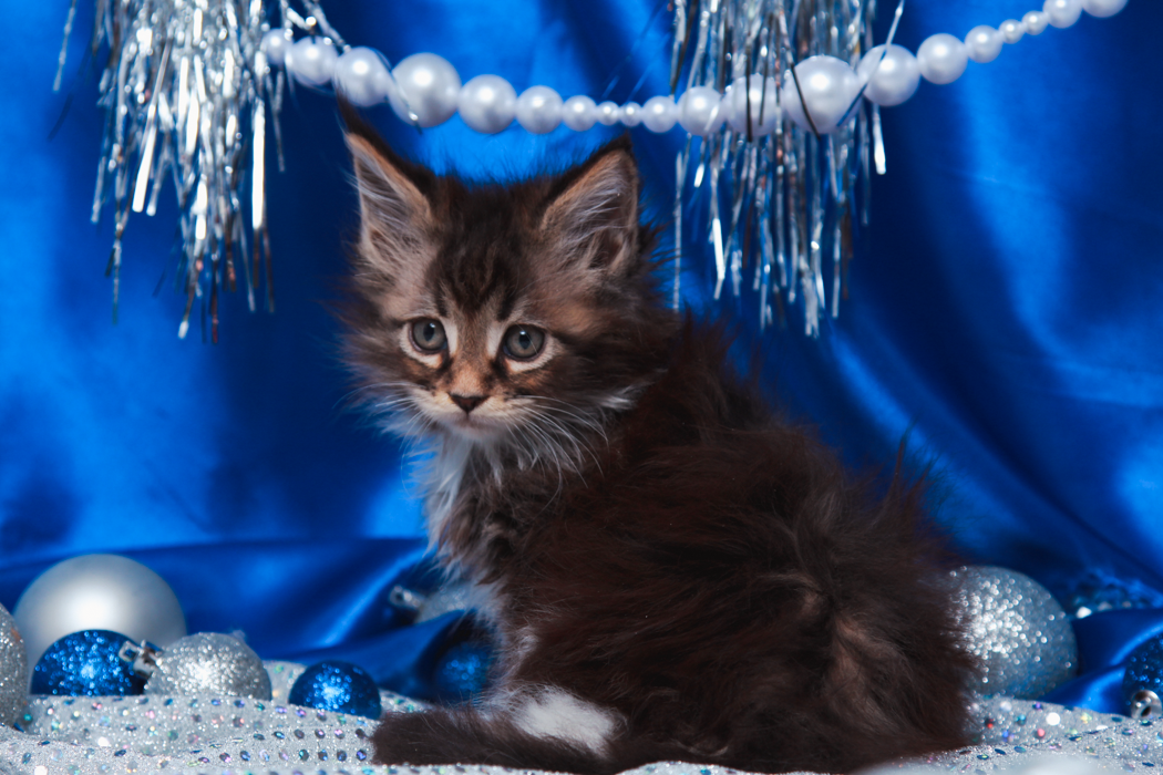maine-coon-kittens-2025-34.PNG