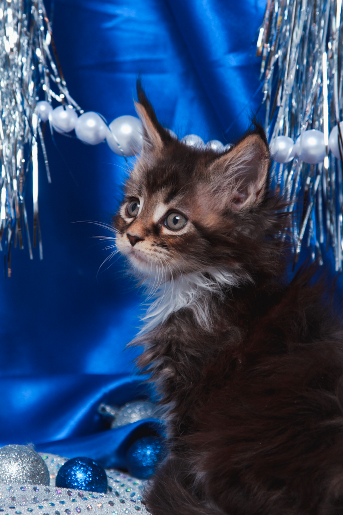 maine-coon-kittens-2025-36.PNG