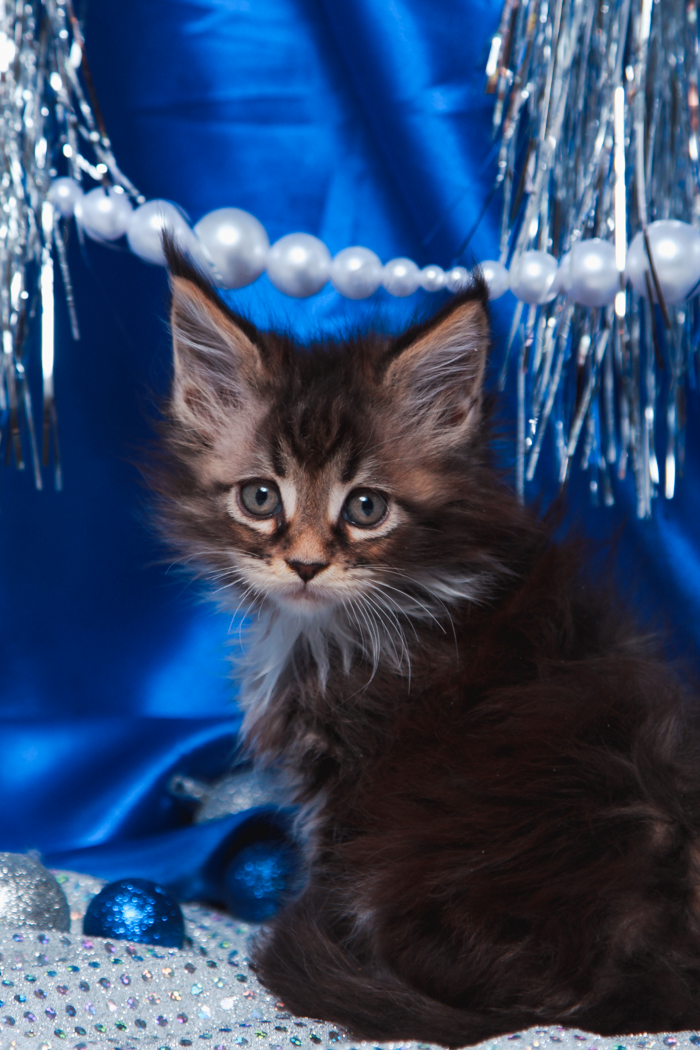 maine-coon-kittens-2025-37.PNG