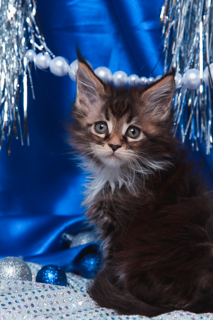 maine-coon-kittens-2025-38.PNG