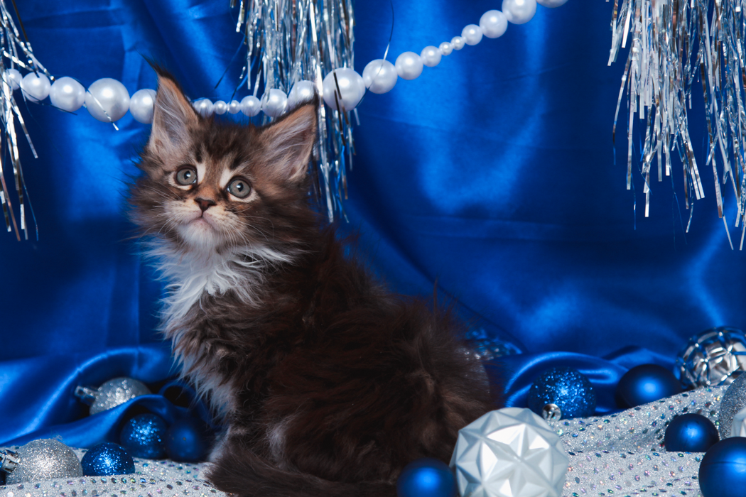 maine-coon-kittens-2025-39.PNG