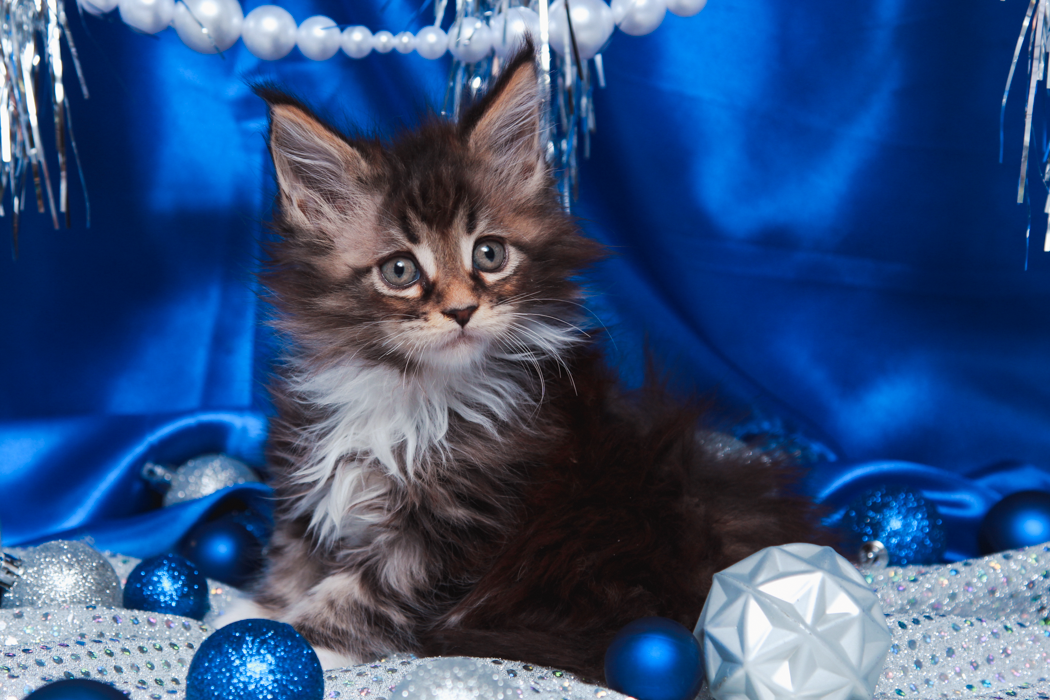 maine-coon-kittens-2025-40.PNG