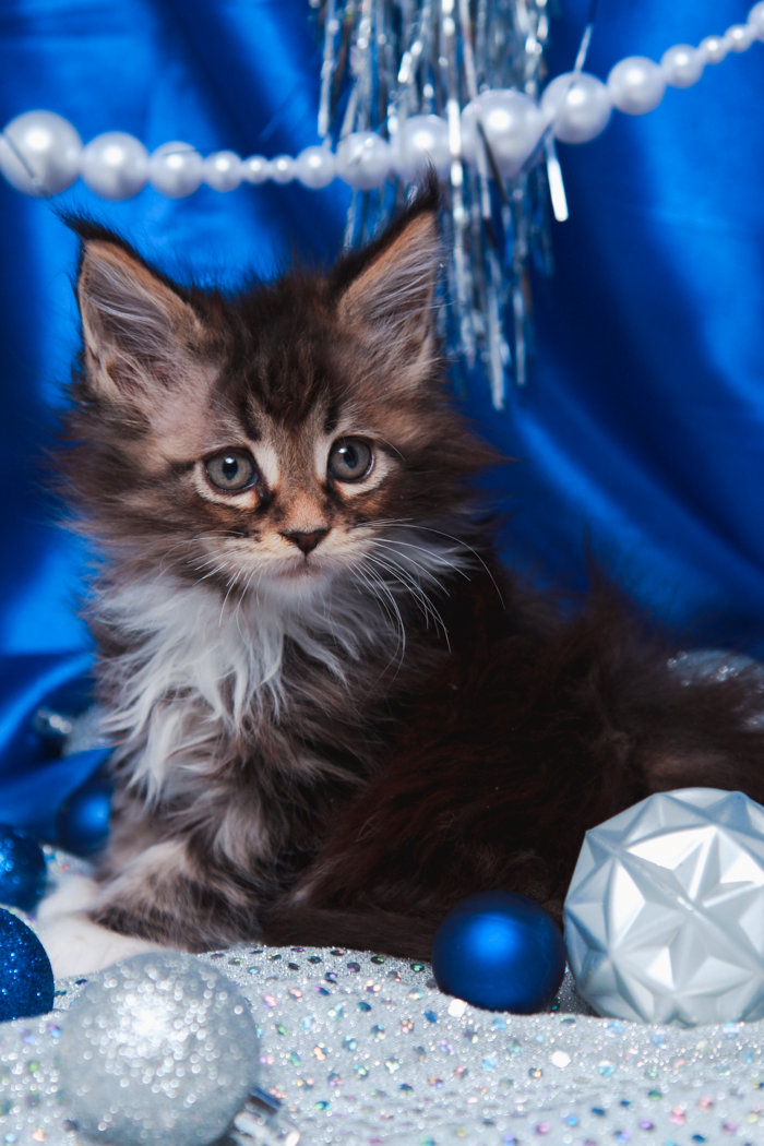 maine-coon-kittens-2025-41.PNG