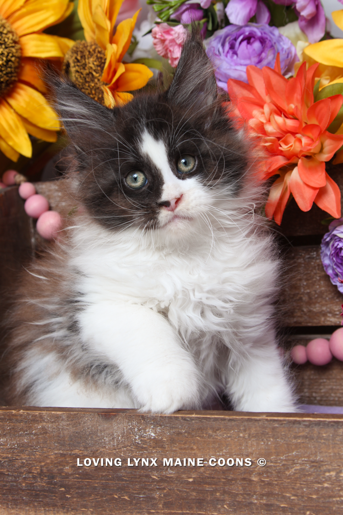 Cow, Maine Coon Kitten