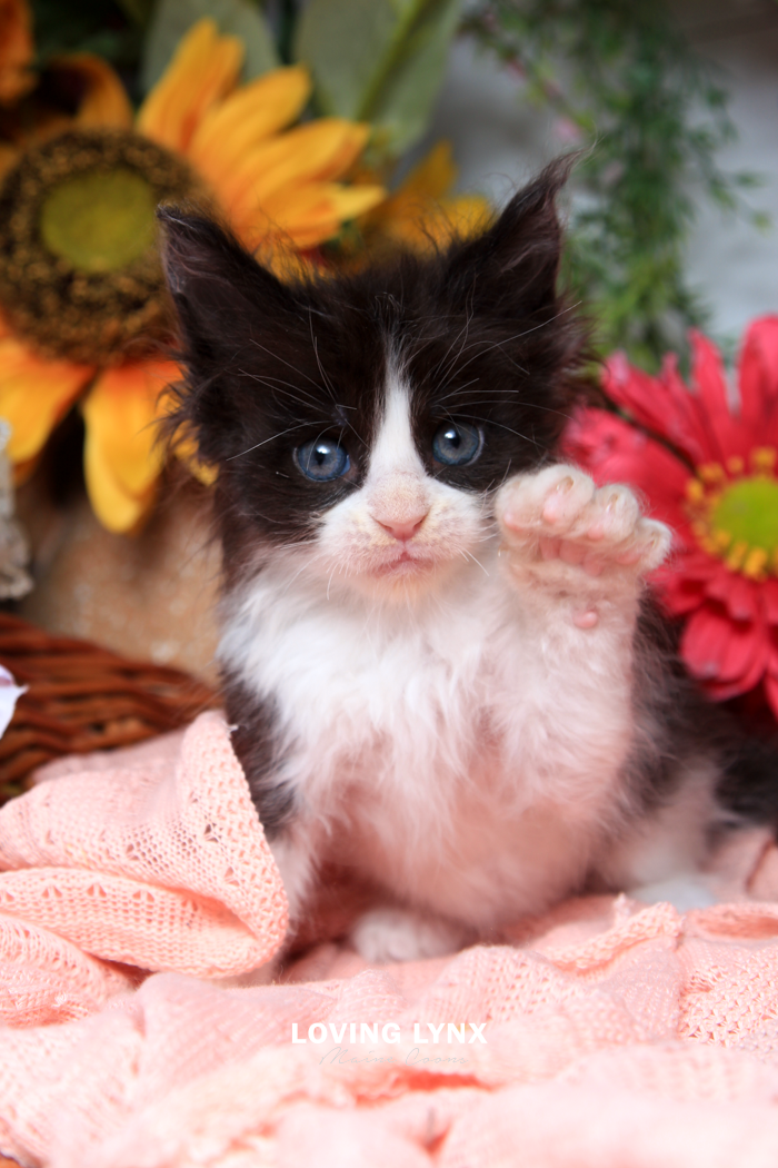 Bryce, Maine Coon (Teenager)