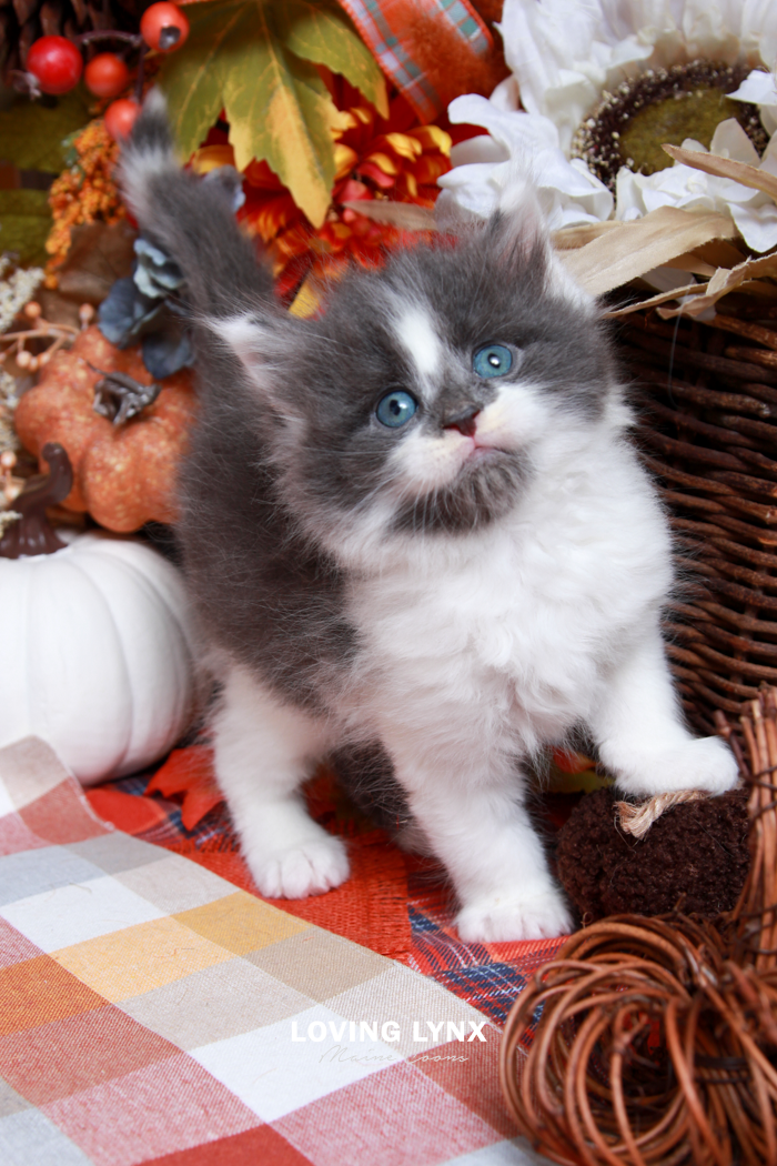 Ethan, Maine Coon Kitten