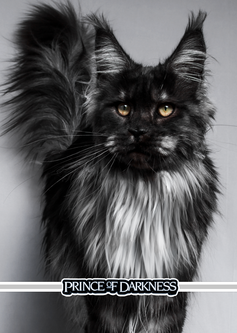 Prince Of Darkness - Upcoming Kitten