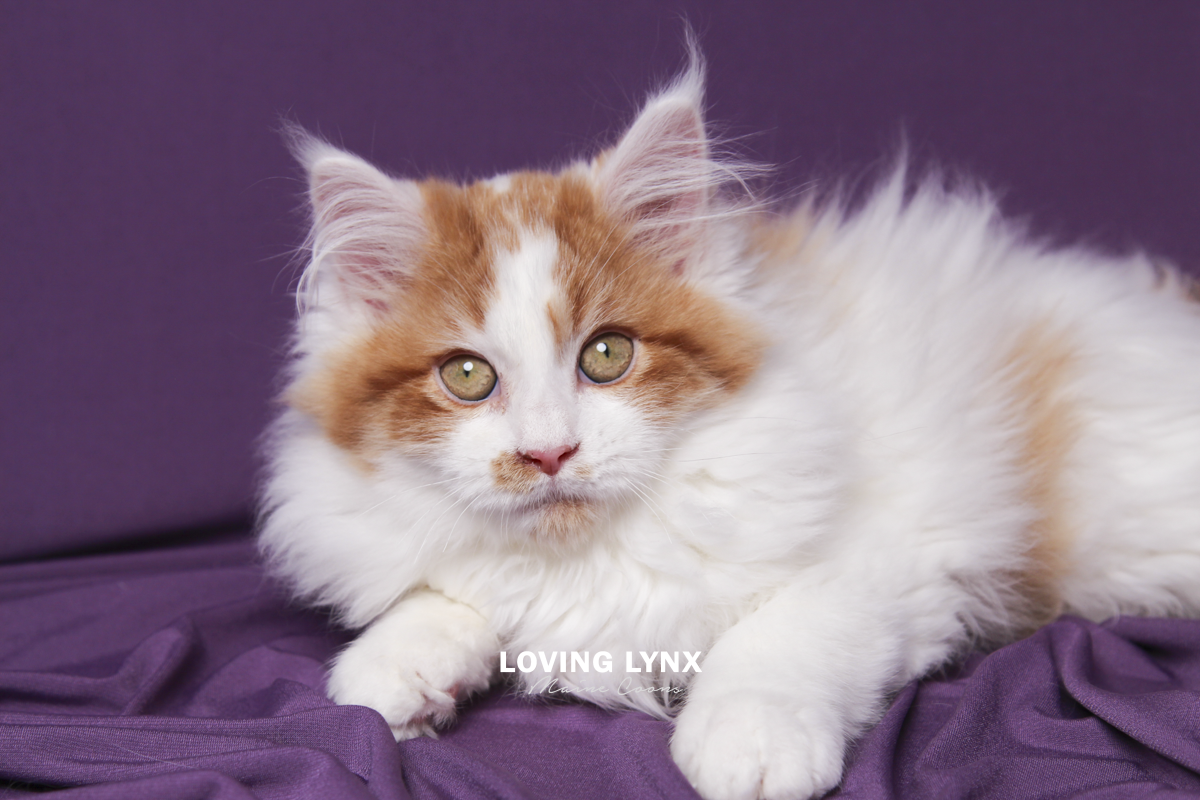 maine-coon-kittens-2025-3.PNG