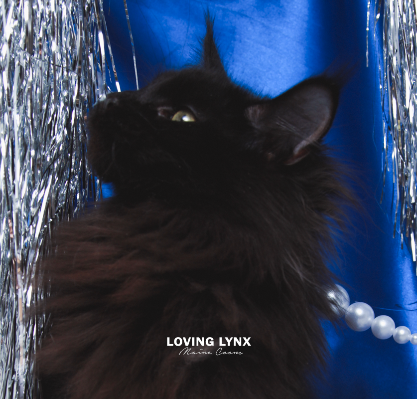 maine-coon-kittens-2025-24.PNG