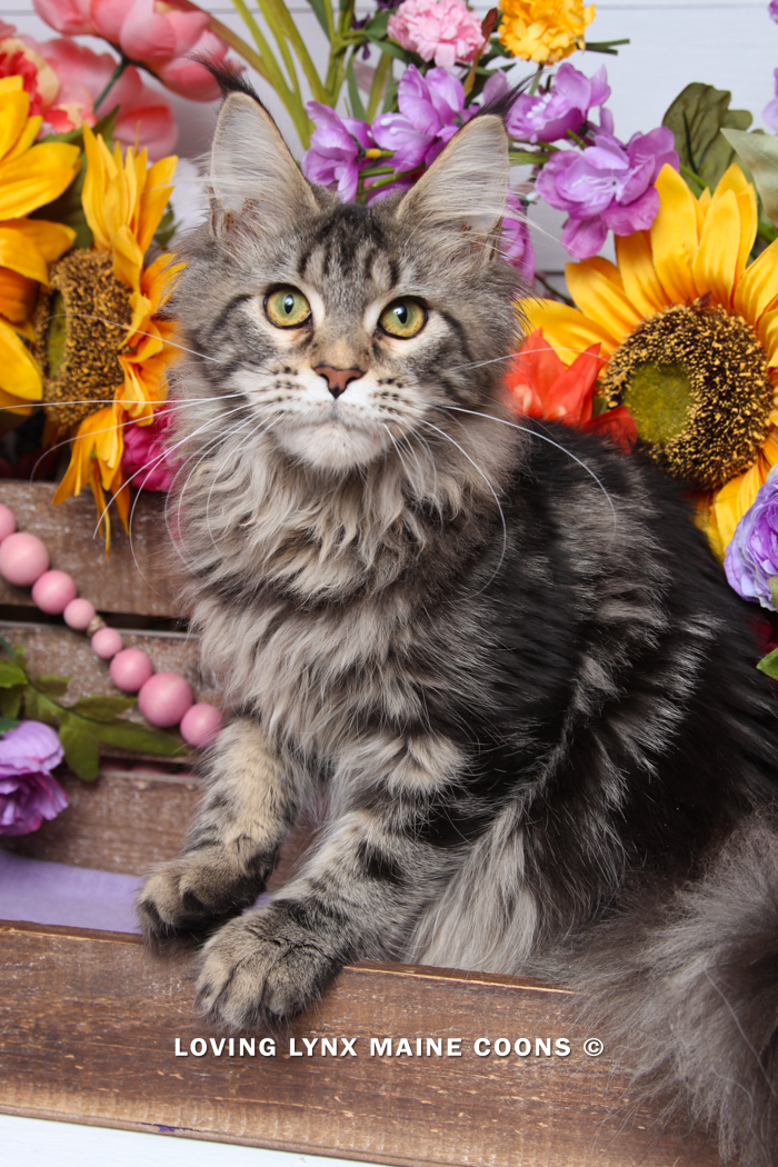 maine-coon-kittens-2025-5.PNG
