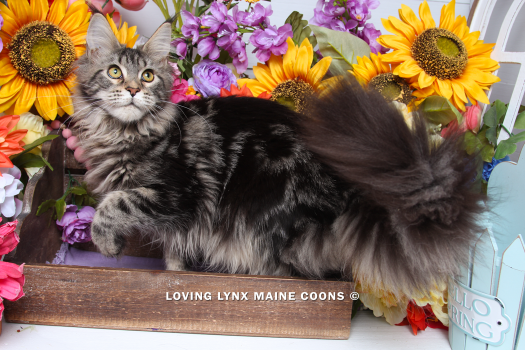 maine-coon-kittens-2025-26.PNG