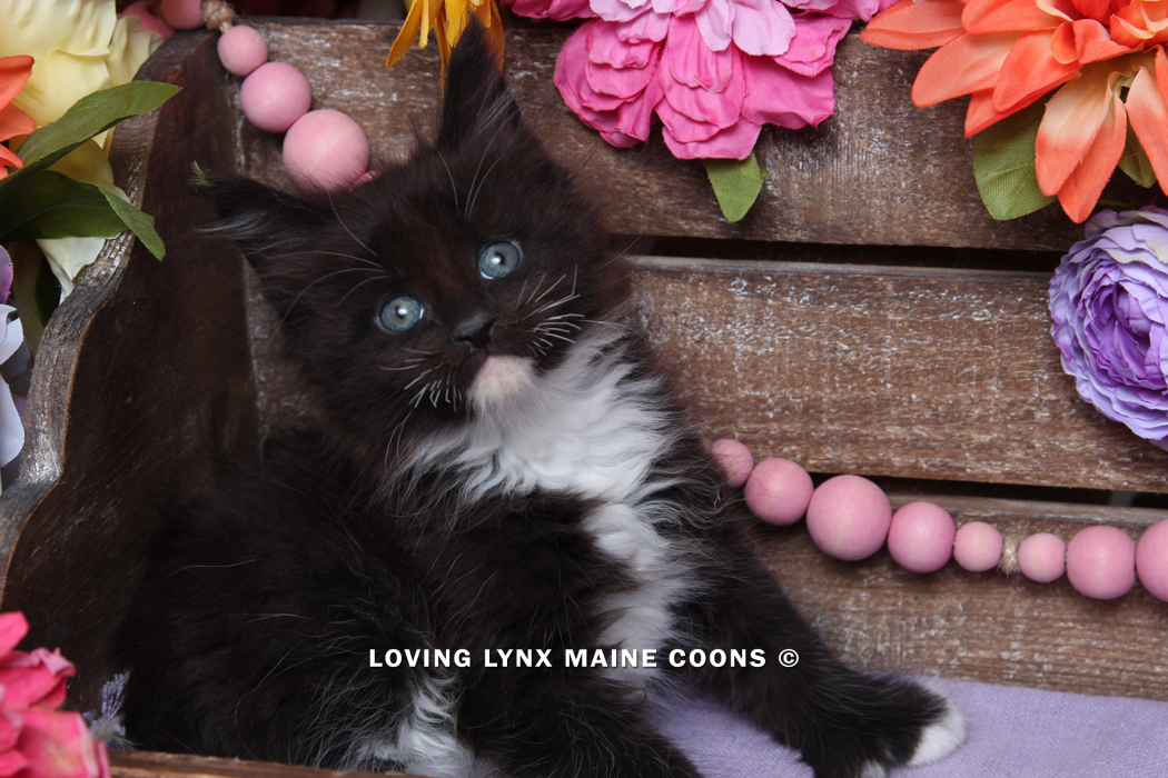 maine-coon-kittens-2025-63.PNG