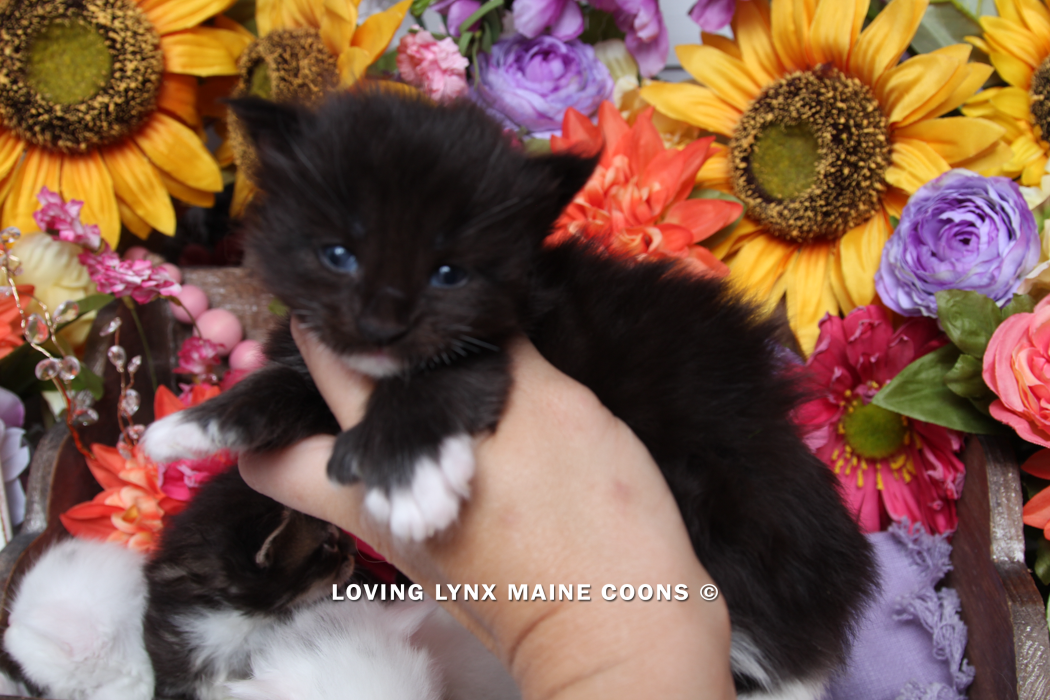 loving.lynx.maine.coon.kittens.2025-78.PNG