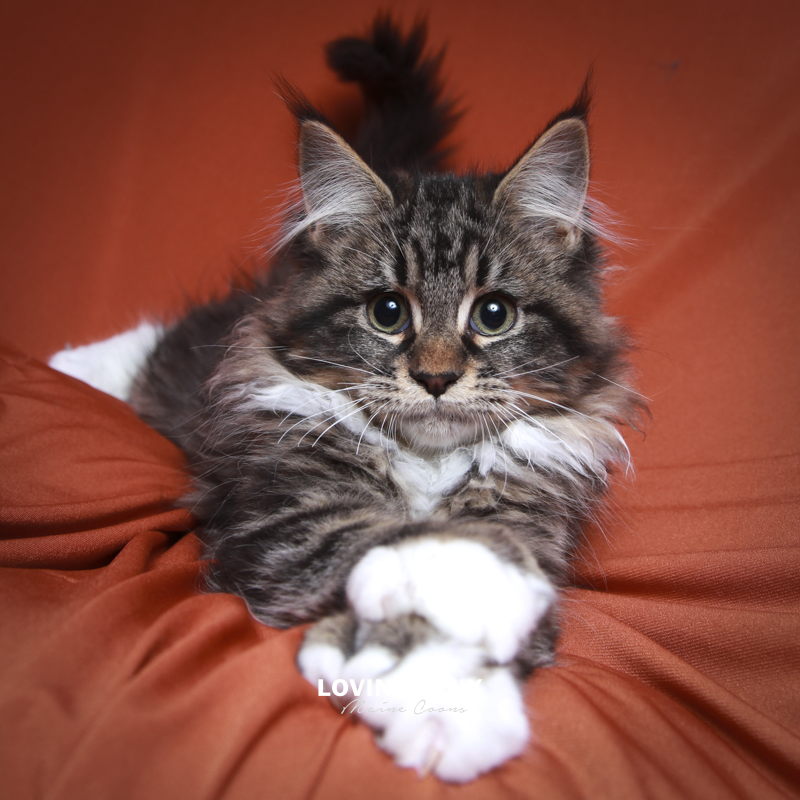 maine-coon-kittens-2025-30.PNG
