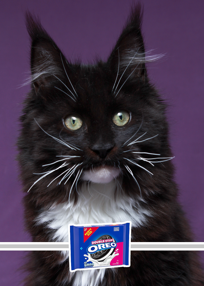 Double Stuffed Oreo (Poly) - Upcoming Kitten