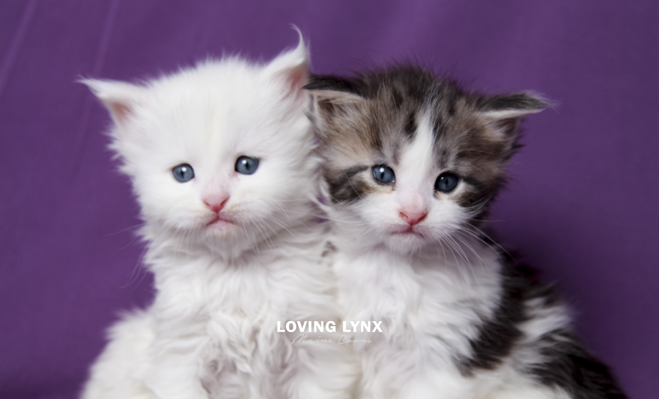 G Litter - Maine Coon Kittens