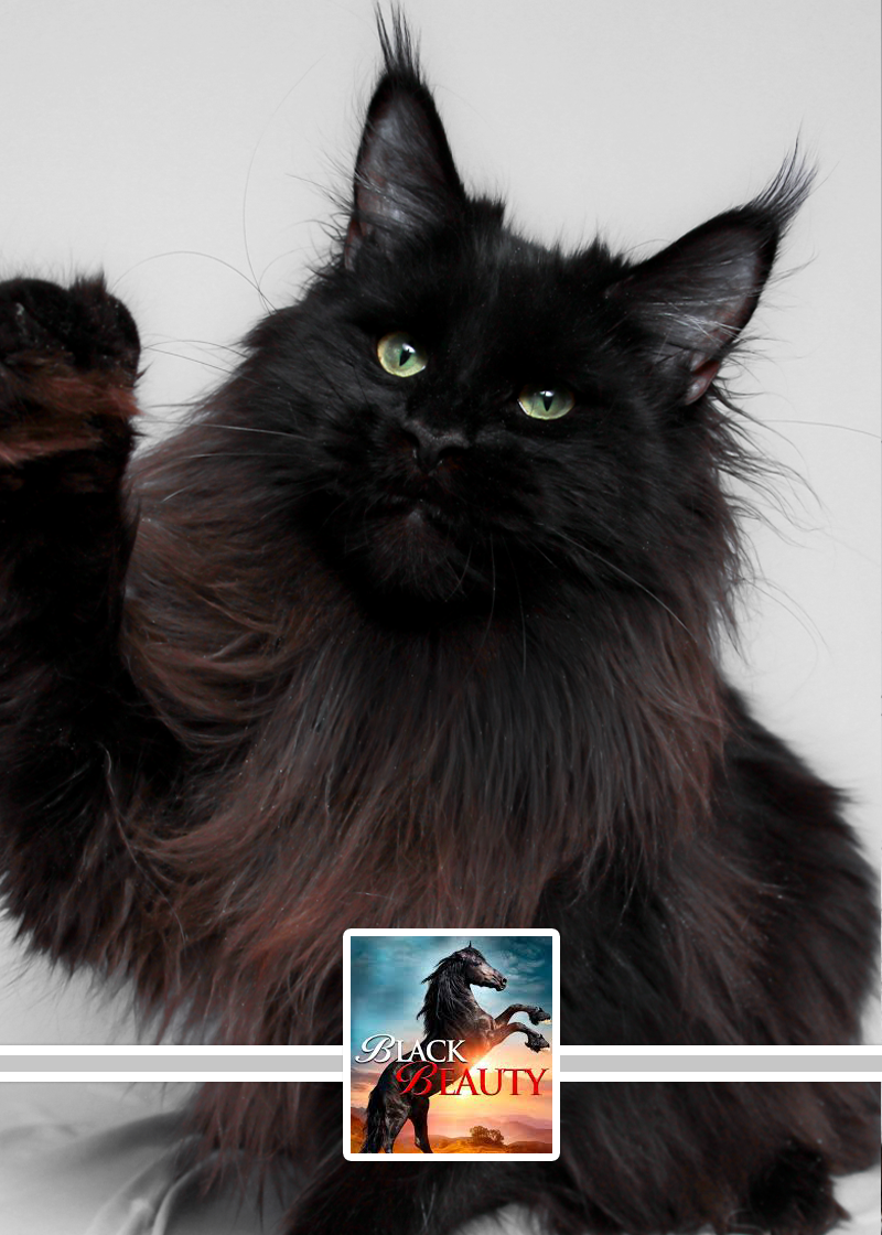 Black Beauty - Upcoming Kitten