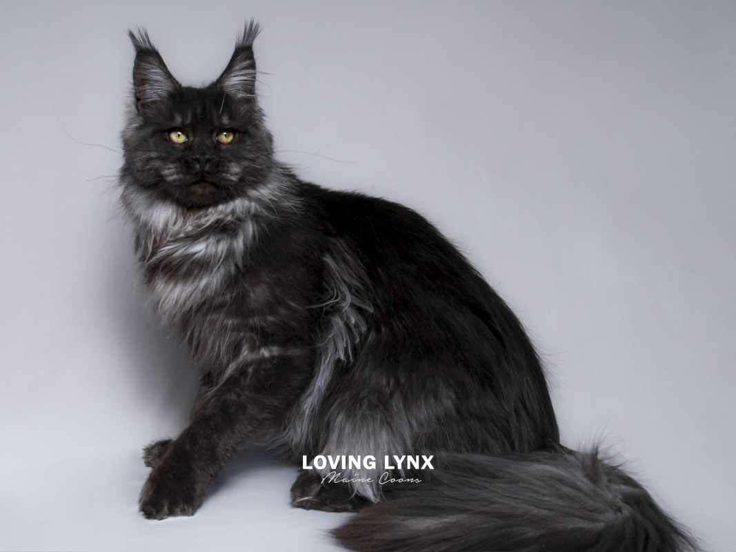 maine-coon-kittens-2025-48.PNG