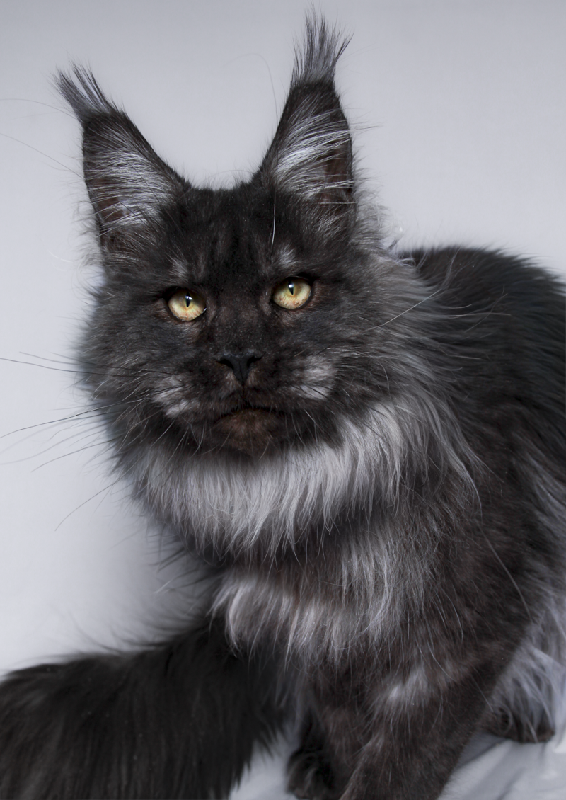 maine-coon-kittens-2025-46.PNG