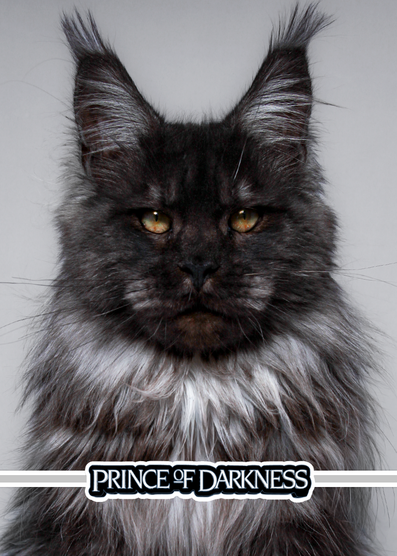 maine-coon-cat-prince-smoke.png
