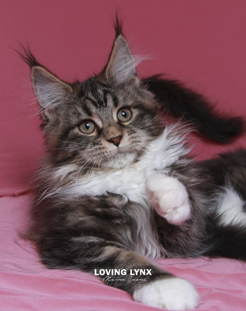Fiona, Maine Coon Kitten