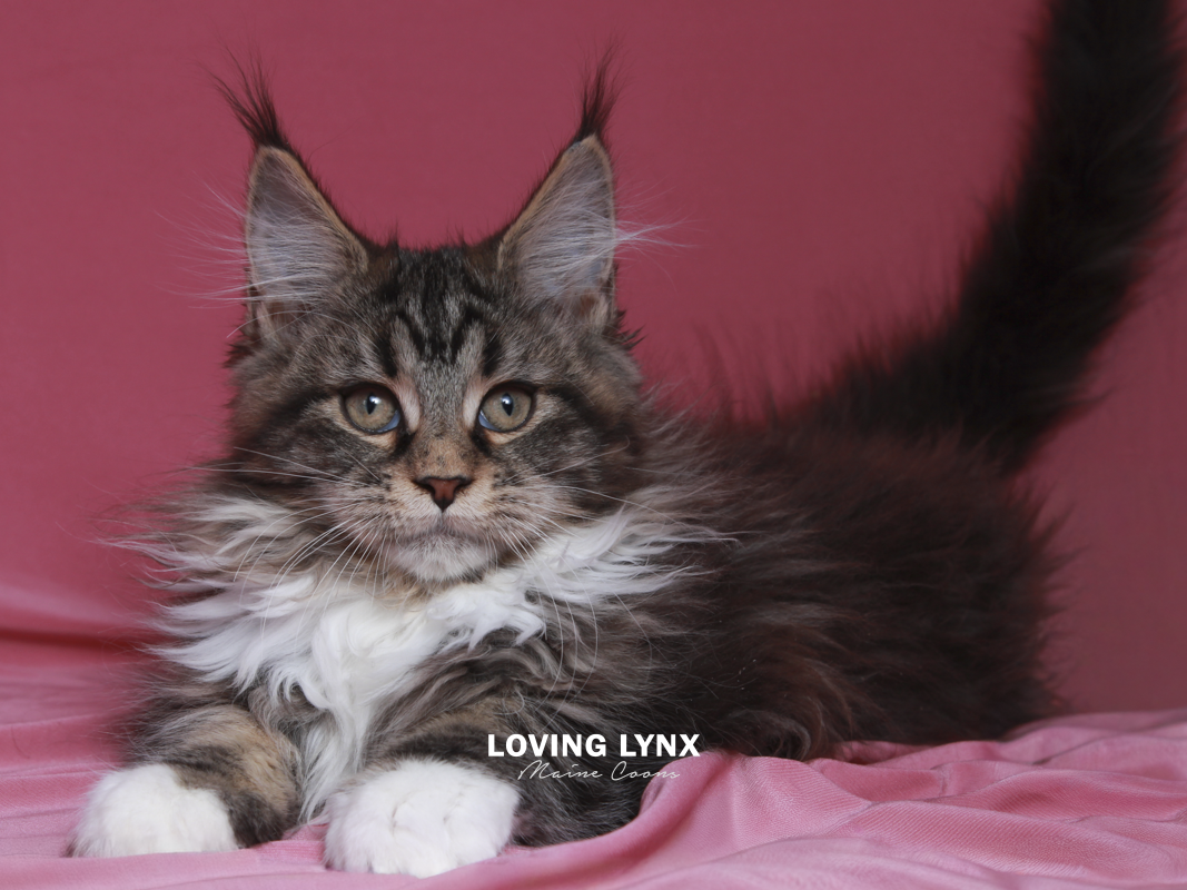 maine-coon-kittens-2025-41.PNG