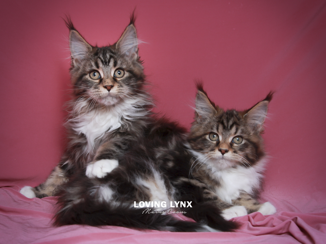 maine-coon-kittens-2025-44.PNG