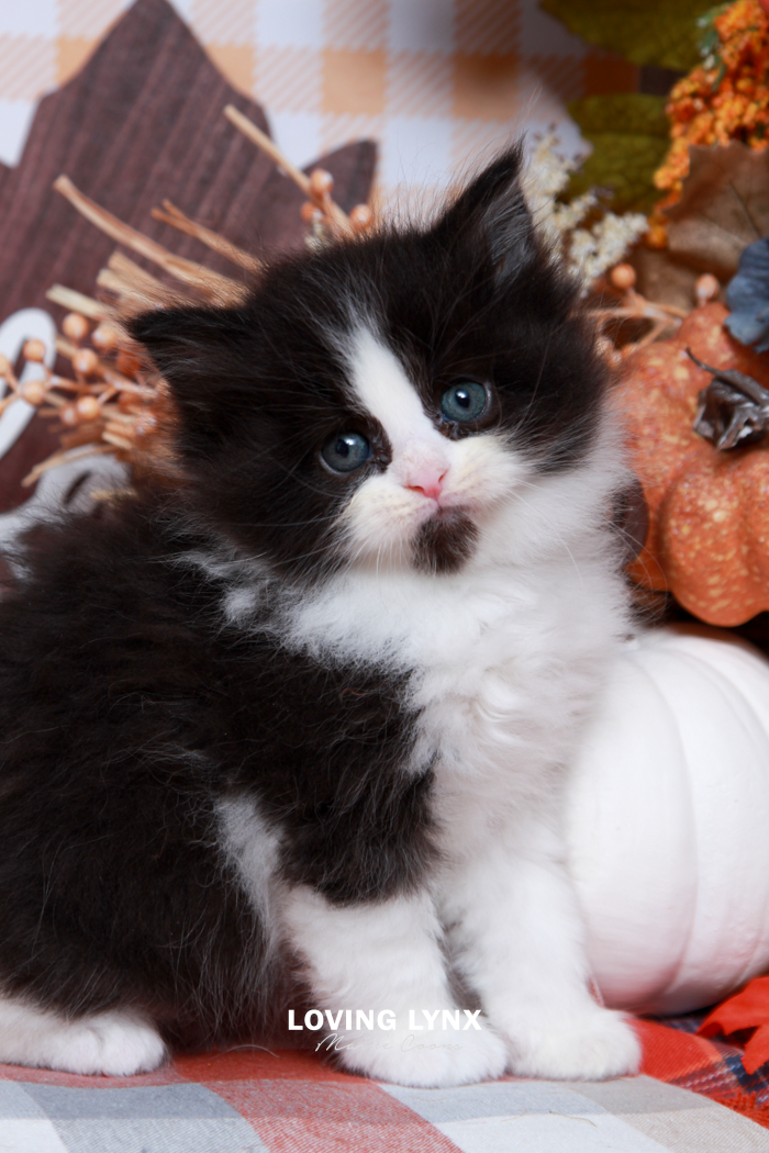 Eden, Maine Coon Kitten