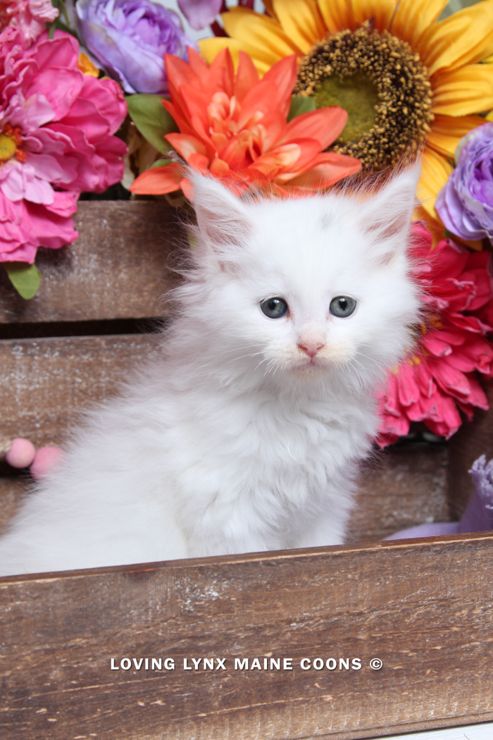 Desire, Maine Coon Kitten