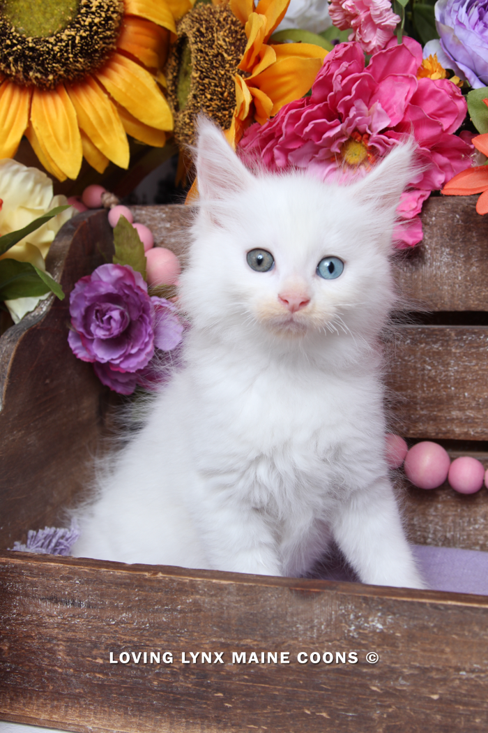 Demi, Maine Coon Kitten