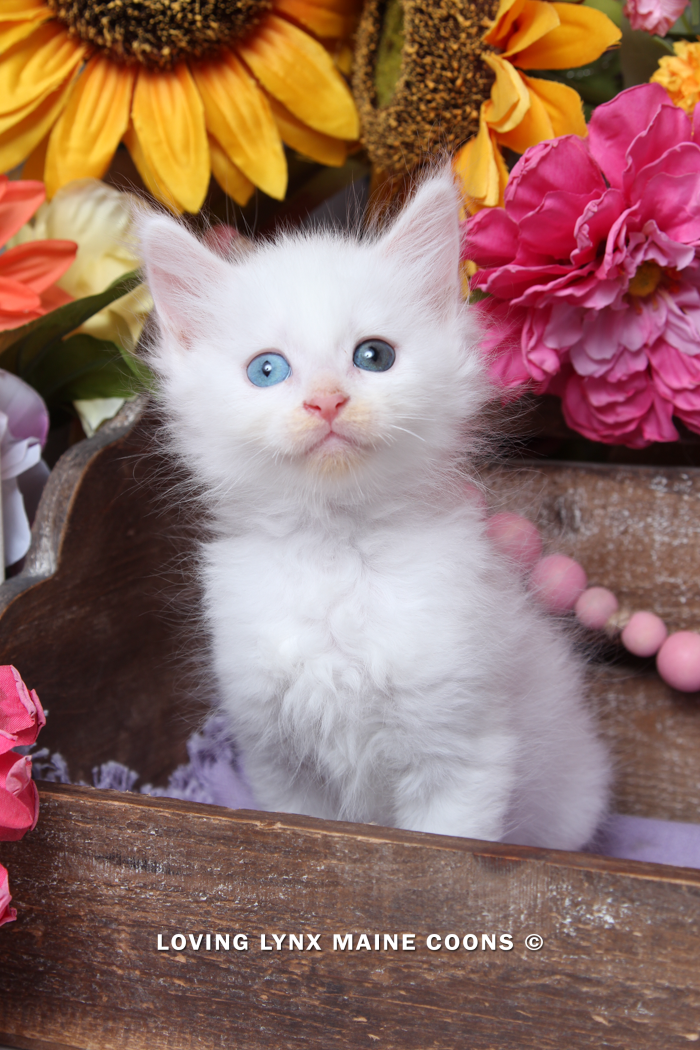 Daisy, Maine Coon Kitten
