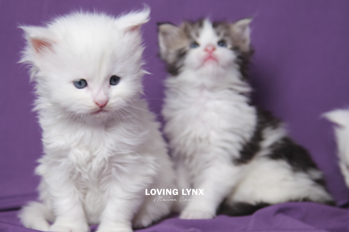 maine-coon-kittens-2025-34.PNG