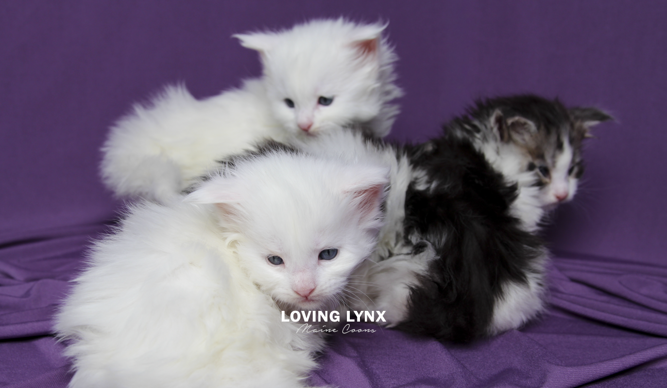 maine-coon-kittens-2025-37.PNG
