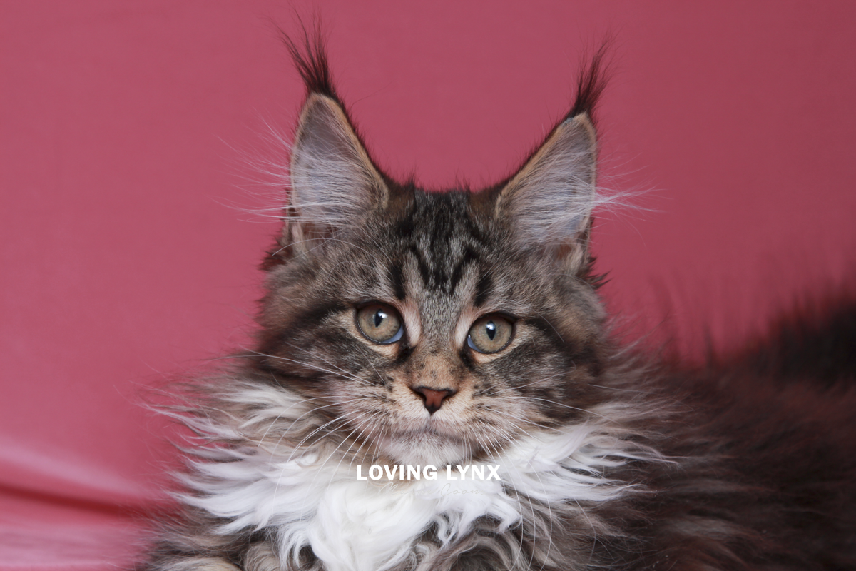 maine-coon-cat-13.PNG
