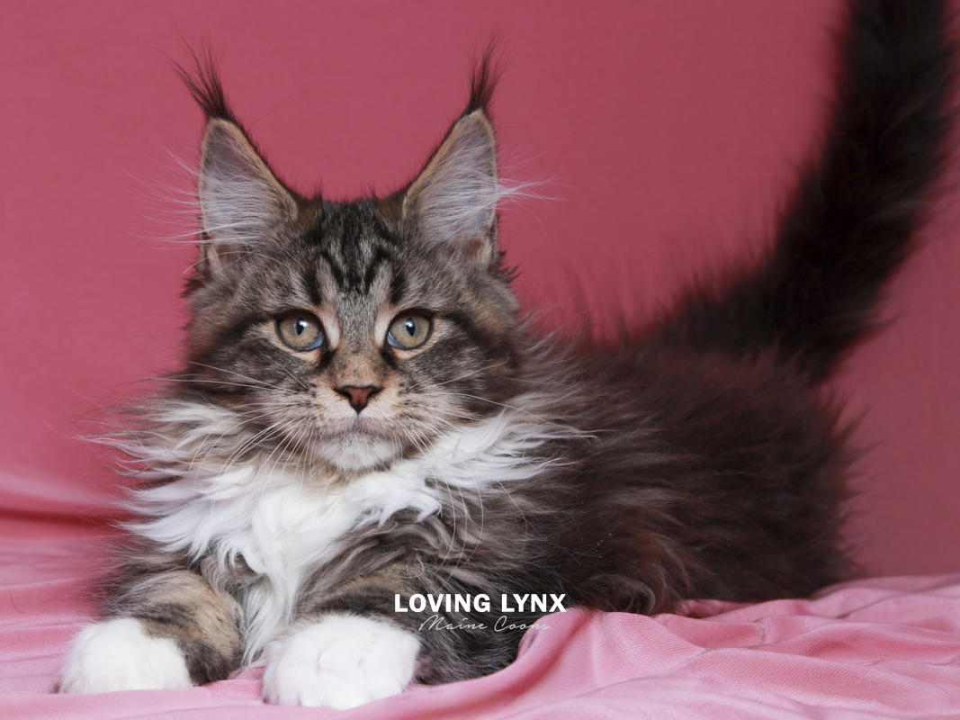 maine-coon-cat-14.PNG