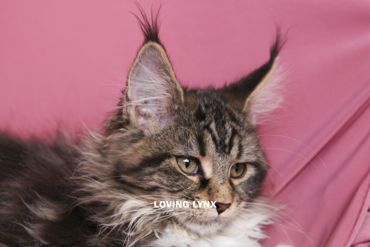 maine-coon-cat-15.PNG