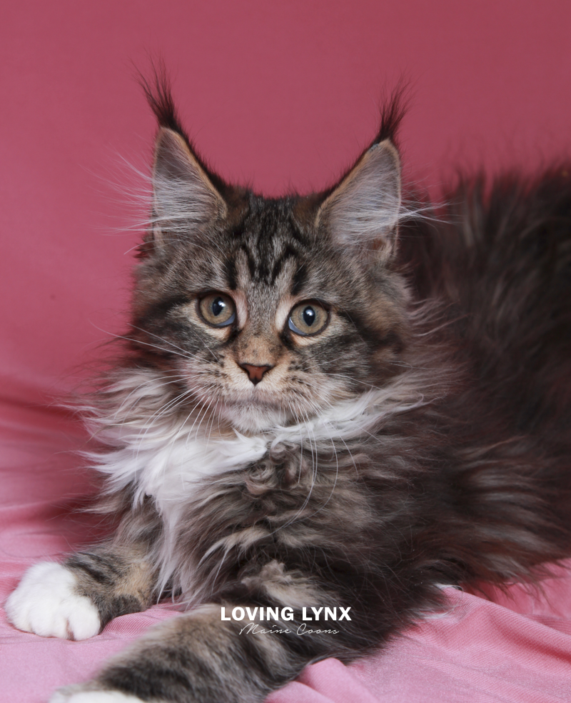 maine-coon-cat-12.PNG